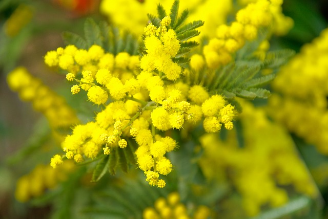 mimosa auguri Festa della Donna